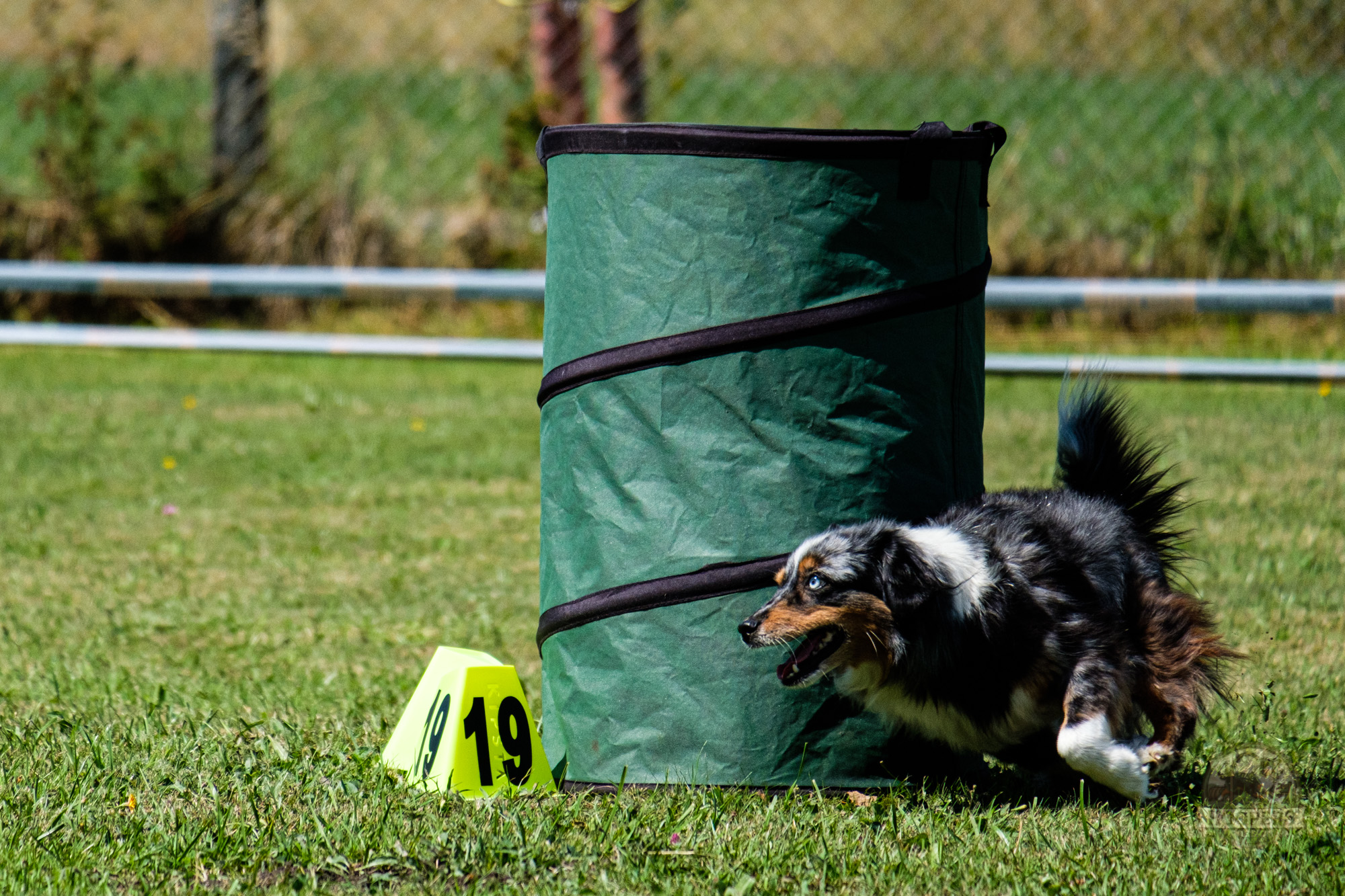 Chien en pleine course autour d’un baril de Hoopers