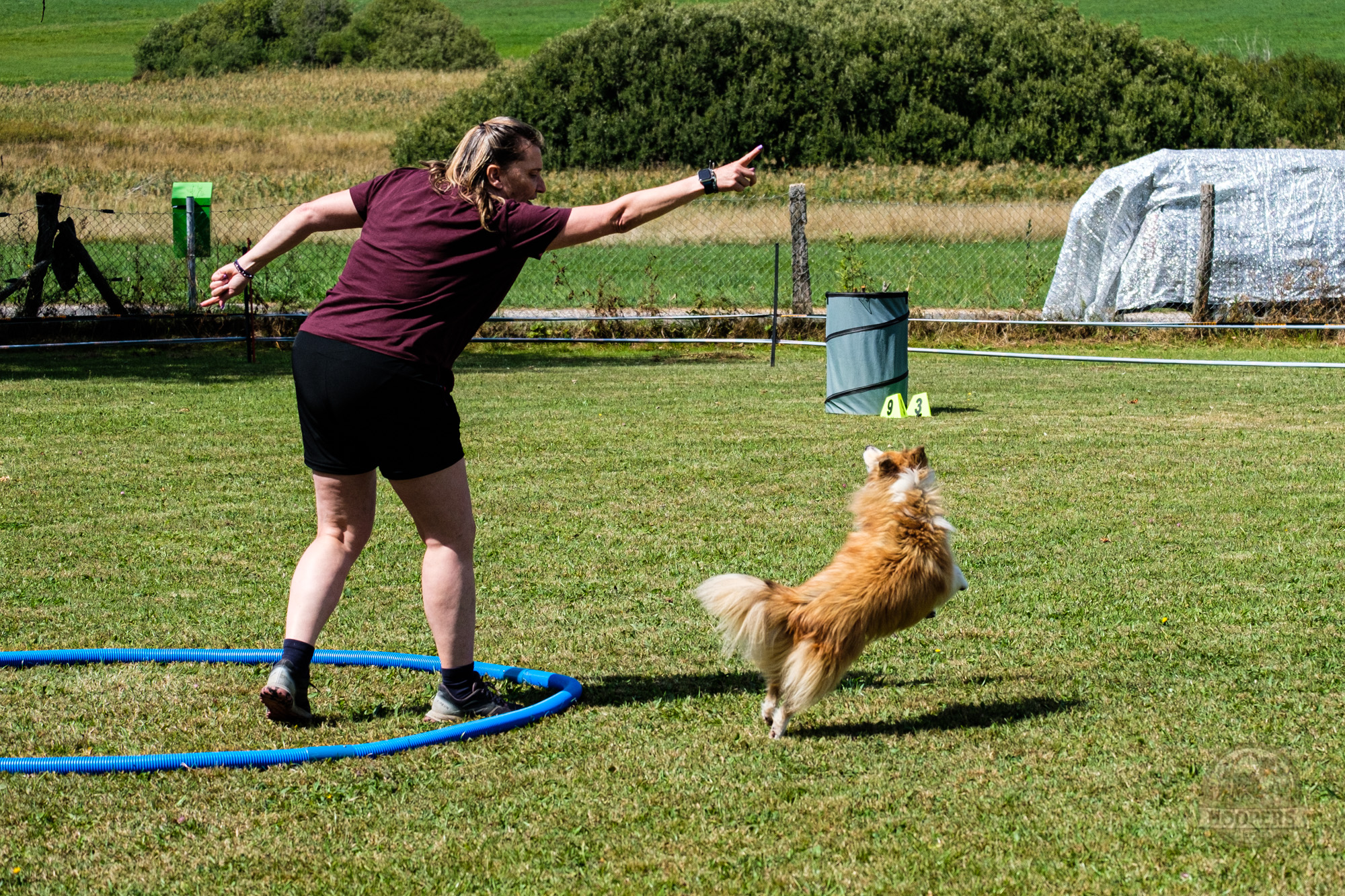Conductrice indiquant la direction à son chien sur le parcours de Hoopers