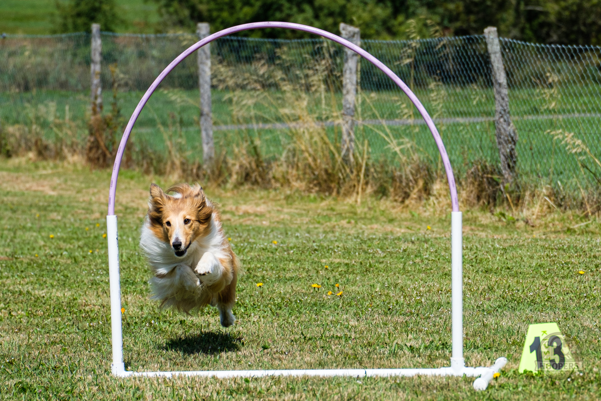 Chien franchissant un hoop pendant le concours de la Vallée de Joux