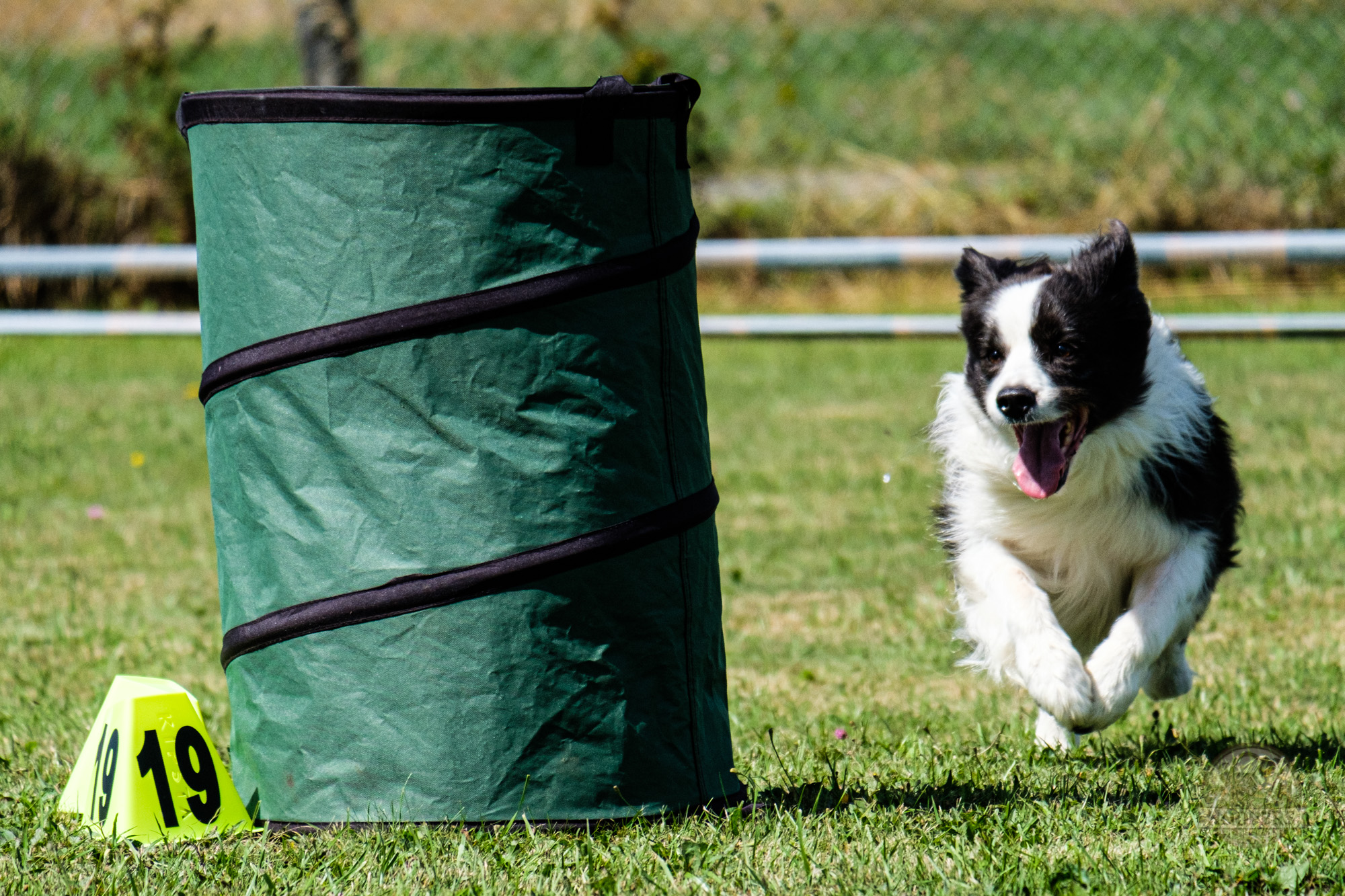Chien contournant un baril sur le parcours de Hoopers